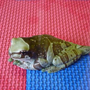 Amazon Milk Frog