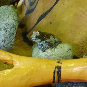 Amazon Milk Frog