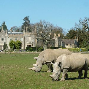 Southern White Rhinos at Cotswold WP 17/04/10