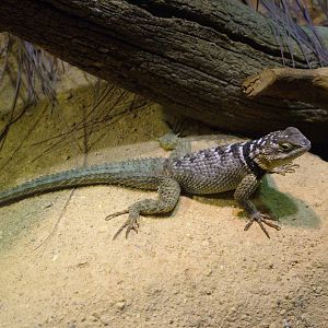 Blue Fence Lizard at Cotswold WP 17/04/10