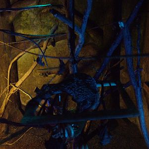 Fruit bat and porcupine exhibit at Cotswold WP 17/04/10