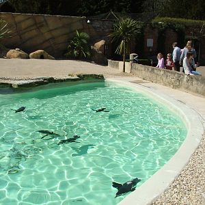 Penguin Pool at Cotswold WP 17/04/10