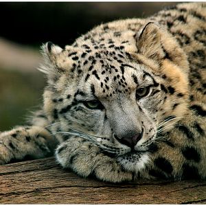 Snowleopard at Berlin Tierpark