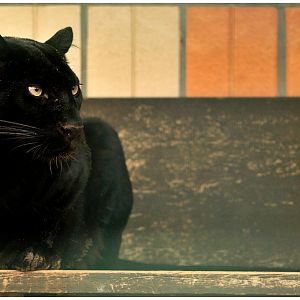 Panther at Berlin Tierpark