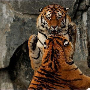 Tigers play at Berlin Tierpark