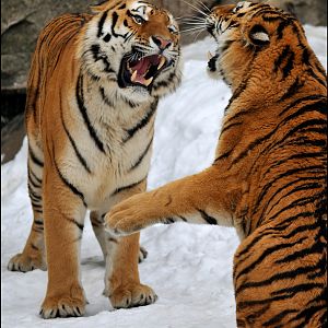 Tigers play at Berlin Tierpark
