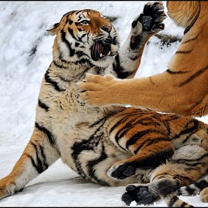 Tigers play at Berlin Tierpark