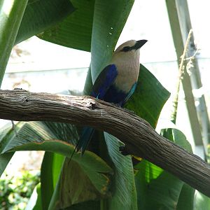 Blue-bellied Roller at Cotswold WP 17/04/10