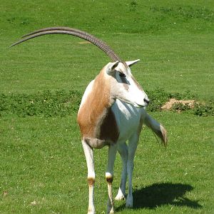 Scimitar-horned Oryx at Cotswold WP 17/04/10