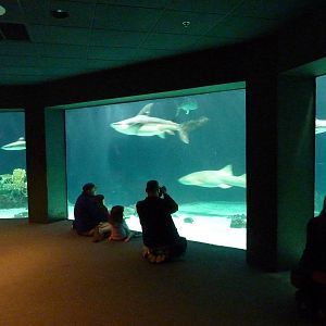 South Pacific Aquarium - Shark Tank