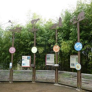 Asian Forest Sanctuary - Artwork