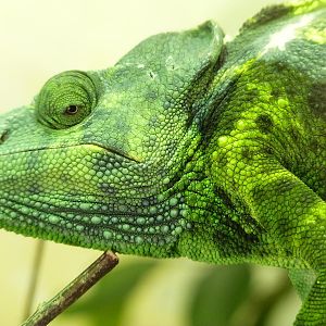 Mellers Chameleon