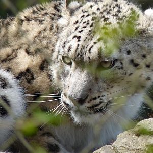 Indeever the Snow Leopard