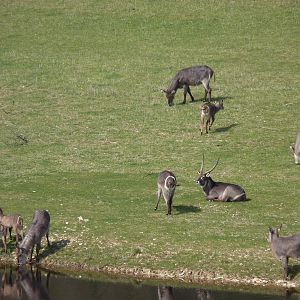 Waterbuck by the Waterhole