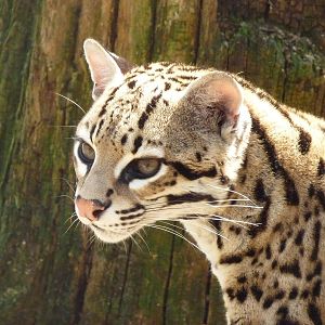 Ocelot