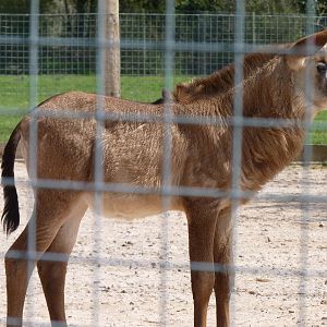 Roan Antelope Calf