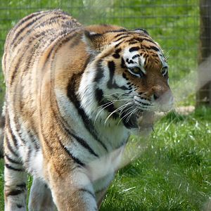 Yenna the Amur Tiger