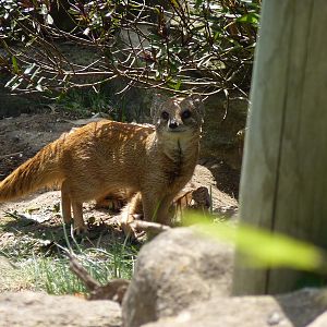 Yellow Mongooses