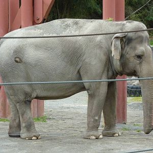 Asian Forest Sanctuary - Elephant