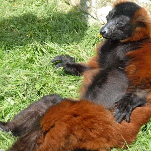 Red Ruffed Lemur