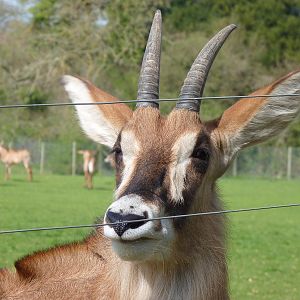 Roan Antelope