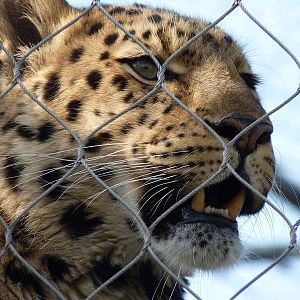 Akin the Amur Leopard