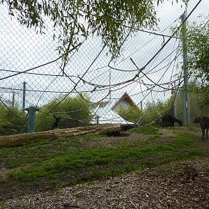 Asian Forest Sanctuary - Rotation Exhibit
