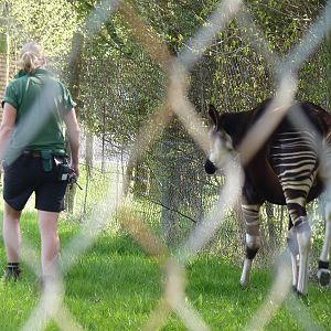 Walking the Okapi