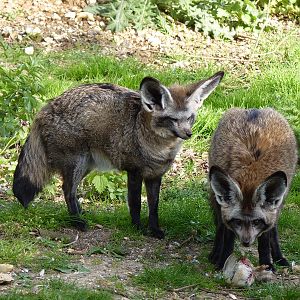 Bat-Eared Foxes
