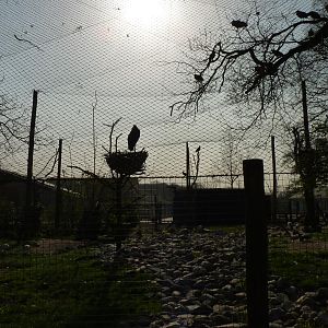 Late Afternoon Sun over Marabou Mansions