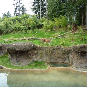 Asian Forest Sanctuary - Sumatran Tiger