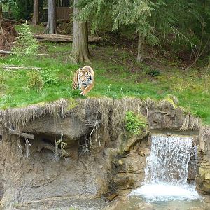 Asian Forest Sanctuary - Sumatran Tiger
