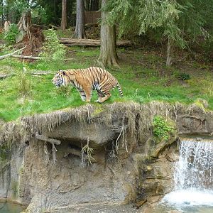 Asian Forest Sanctuary - Sumatran Tiger
