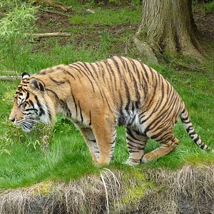 Asian Forest Sanctuary - Sumatran Tiger