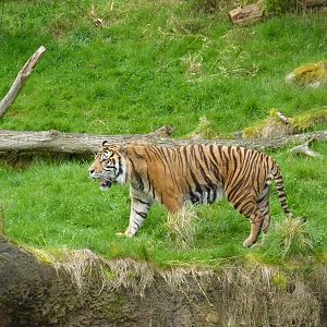 Asian Forest Sanctuary - Sumatran Tiger