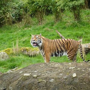 Asian Forest Sanctuary - Sumatran Tiger