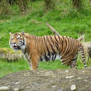 Asian Forest Sanctuary - Sumatran Tiger