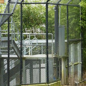 Asian Forest Sanctuary - Rotation Exhibit Holding Area