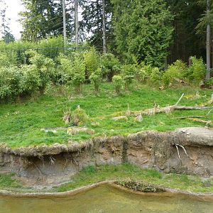 Asian Forest Sanctuary - Rotation Exhibit