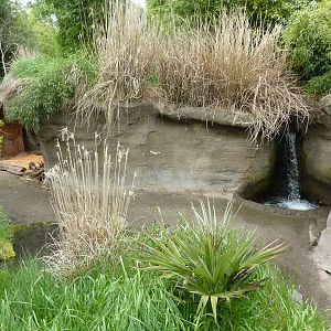 Asian Forest Sanctuary - Rotation Exhibit