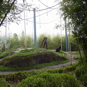 Asian Forest Sanctuary - Rotation Exhibit