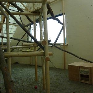 Asian Forest Sanctuary - Clouded Leopard Temporary Exhibit