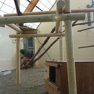 Asian Forest Sanctuary - Clouded Leopard Temporary Exhibit