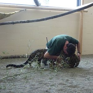 Asian Forest Sanctuary - Clouded Leopards