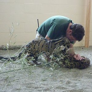 Asian Forest Sanctuary - Clouded Leopards