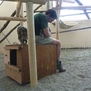 Asian Forest Sanctuary - Clouded Leopards