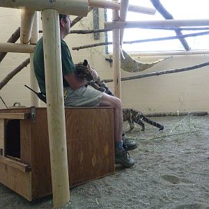Asian Forest Sanctuary - Clouded Leopards