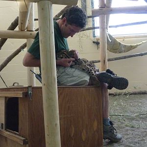 Asian Forest Sanctuary - Clouded Leopards