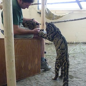 Asian Forest Sanctuary - Clouded Leopards