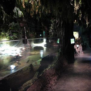 Louisiana Swamp - American Alligator and Turtle Exhibit